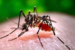 Lý do một số người thành nam châm hút muỗi