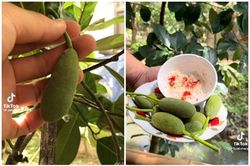 Khám phá loại quả 'đặc sản' tuổi thơ các TikToker săn đón