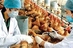 Bệnh nhân nhiễm cúm A/H5 ở Phú Thọ đang suy hô hấp