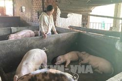 Giá heo hơi hôm nay 22/10 chững lại trên cả 3 miền