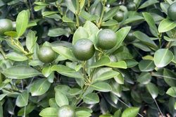 Làng cây cảnh xã Nam Phong, Nam Định: Toàn bộ cây quất to đã có khách đặt trước
