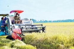 Kinh tế Kinh tế Hương Thủy: Chú trọng nông nghiệp bền vững
