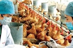 Cúm A/H5 lây sang người nguy hiểm thế nào?
