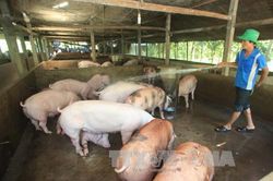 Giá heo hơi hôm nay 23/10 tiếp tục chững giá