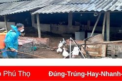 Tăng cường phòng, chống dịch cúm gia cầm