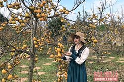 Cao nguyên Mộc Châu mùa hồng chín