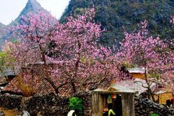 Hoa ly sa đỏ thắm