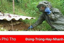 Vào rừng già săn ong 'quái'