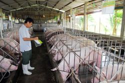 Giá heo hơi hôm nay 25/10: Giảm từ 1.000 đồng/kg đến 3.000 đồng/kg