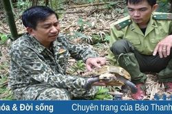 Phát hiện hai loài rùa quý hiếm tại Khu Bảo tồn thiên nhiên Pù Hu