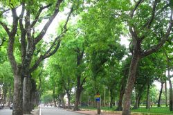 Hà Nội dự kiến thay thế cây già cỗi, không đảm bảo an toàn