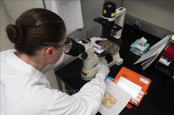 Vai trò quan trọng của kháng thể IgA chống virus SAR-CoV-2