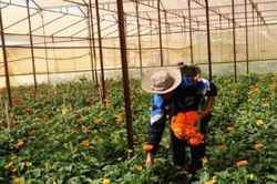 Đà Lạt đề nghị giải thể Hội làm vườn thành phố