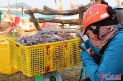 'Săn' ghẹ sau bão, ngư dân thu hàng triệu đồng mỗi đêm