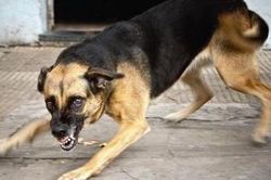 Cà Mau ghi nhận 5 trường hợp tử vong do bệnh dại gây ra