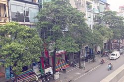 Hà Nội: 80 cây hoa sữa được đề nghị di dời vì 'mùi quá nồng'