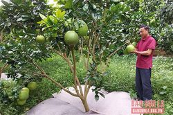 Làm giàu từ mô hình kinh tế tổng hợp