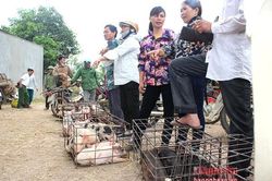 Lợn đi chợ huyện