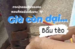 Già còn dại