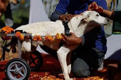 Khám phá lễ hội đặc biệt để cảm ơn lòng trung thành của chó ở Nepal