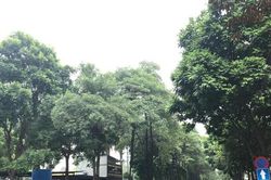 Người dân vùng hoa sữa dày đặc ở Cầu Giấy từng đề nghị thay cây