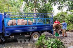 Giá heo hơi hôm nay 28/10 giảm 1.000 đồng/kg ở nhiều nơi