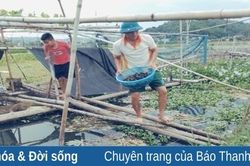 Chủ tịch Hội nông dân xã Hà Châu với mô hình nuôi ốc nhồi thương phẩm