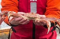 Lần đầu tiên trong lịch sử Alaska hủy mùa đánh bắt cua hoàng đế, cua tuyết nức tiếng, lý do vì đâu?