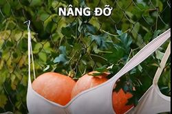 Mê mẩn mẹo và thủ thuật làm vườn cho hội nghiện cây