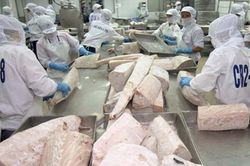 Xuất khẩu cá ngừ sang EU dự báo tiếp tục tăng