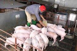 Giá heo hơi hôm nay 29/10 vẫn điều chỉnh nhẹ ở một số nơi