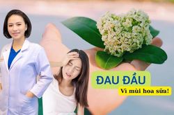 Bác sĩ lý giải nguyên nhân nhiều người chóng mặt, buồn nôn khi ngửi mùi hoa sữa