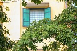 Cận cảnh hàng cây hoa sữa ở Hà Nội vừa được đề xuất di dời vì mùi hương quá nồng