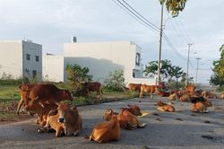 Cư dân Đồng Nò khổ sở với vấn nạn 'ngưu tặc'