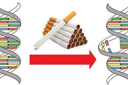 Hút thuốc lá để lại nhiều tổn hại trên bộ gen
