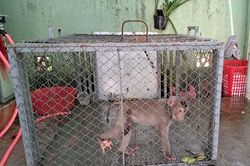 Kinh tế Kinh tế Nỗ lực thay đổi hành vi tiêu thụ thịt thú rừng có nguy cơ lây truyền bệnh dịch sang người