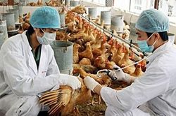 Tiềm ẩn nguy cơ lây nhiễm cúm gia cầm sang người