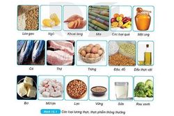 Vai trò của các thành phần chính trong thức ăn