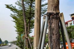 Hãi hùng cảnh chăm cây xanh kiểu dùng gông sắt 'thít cổ' ở Hà Nội