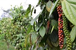 Giá tiêu 31/10 tiếp tục ổn đỉnh ở các vùng trọng điểm?