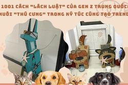 Nuôi 'thú cưng' trong ký túc xá kiểu sinh viên Trung Quốc: Không phạm luật, độ sáng tạo có 1-0-2!