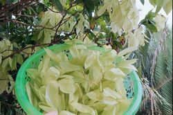 Loại cây lá rụng đầy không ai nhặt lại là đặc sản chỉ có ở miền Tây, giá 90.000 đồng/kg