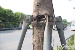 Hà Nội tháo 'vòng kim cô' cho 600 cây xanh