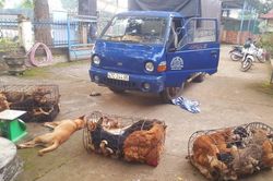 Phát hiện hai đối tượng dùng xe tải chở 370kg chó do trộm cắp mà có