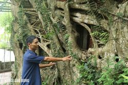 Cây sanh có bộ rễ khổng lồ 'ôm' trọn ngôi miếu cổ