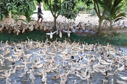 Hiệu quả cao từ nuôi vịt cò lấy trứng