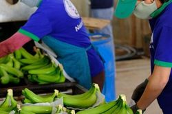 Nghị định thư xuất khẩu chuối sang Trung Quốc: Cơ hội mở rộng thị trường nông sản