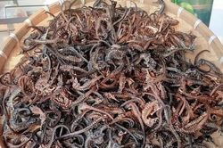 Loài cá tí hon được coi là 'thần dược', giá hàng chục triệu đồng/kg