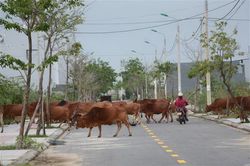 Đà Nẵng: Xử lý triệt để nạn thả rông bò ở Hòa Quý-Đồng Nò