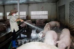 Giá heo hơi hôm nay 6/11: Tiếp tục giảm ở nhiều địa phương